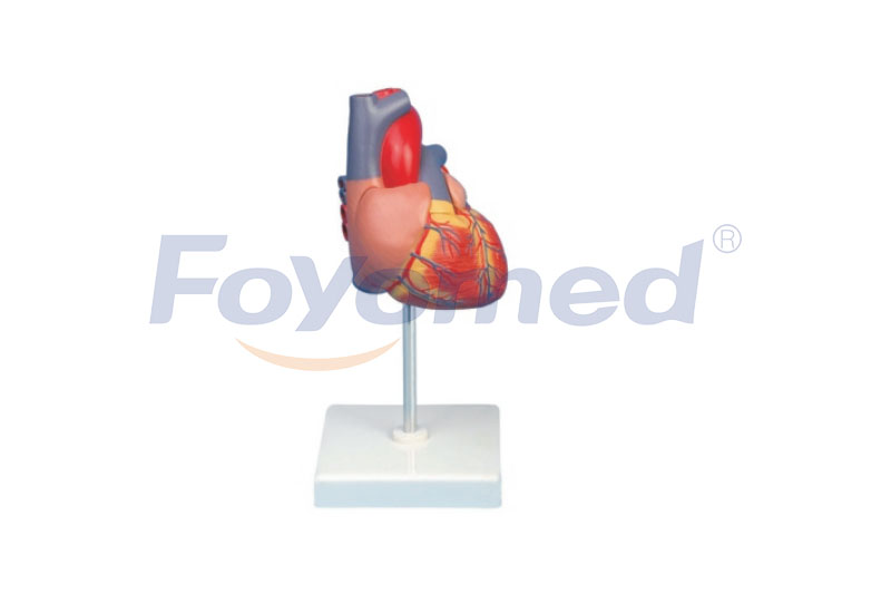 FYM011001 Adult Heart Model