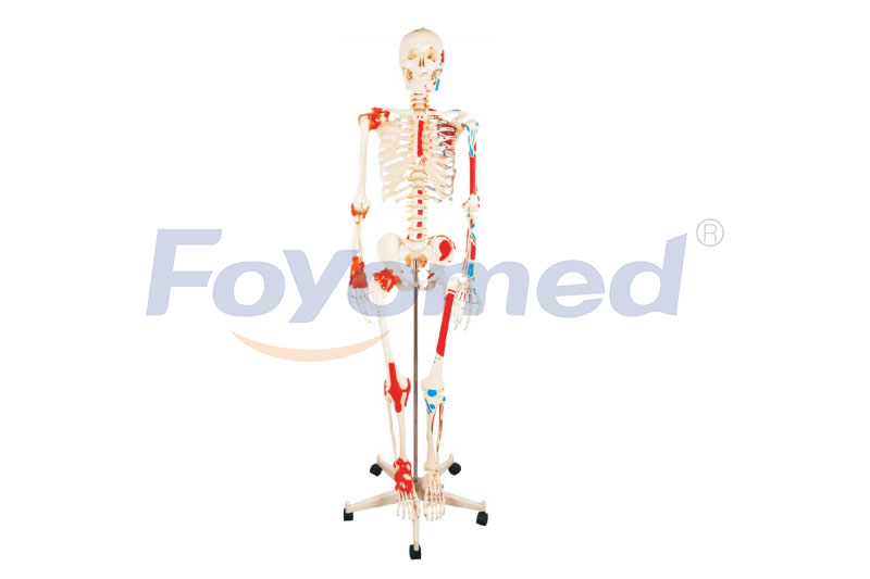 FYM011002 Human Skeleton Model