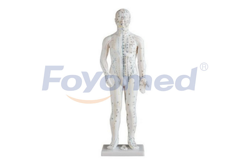 FYM011015 Standard Acupuncture Model (60CM)