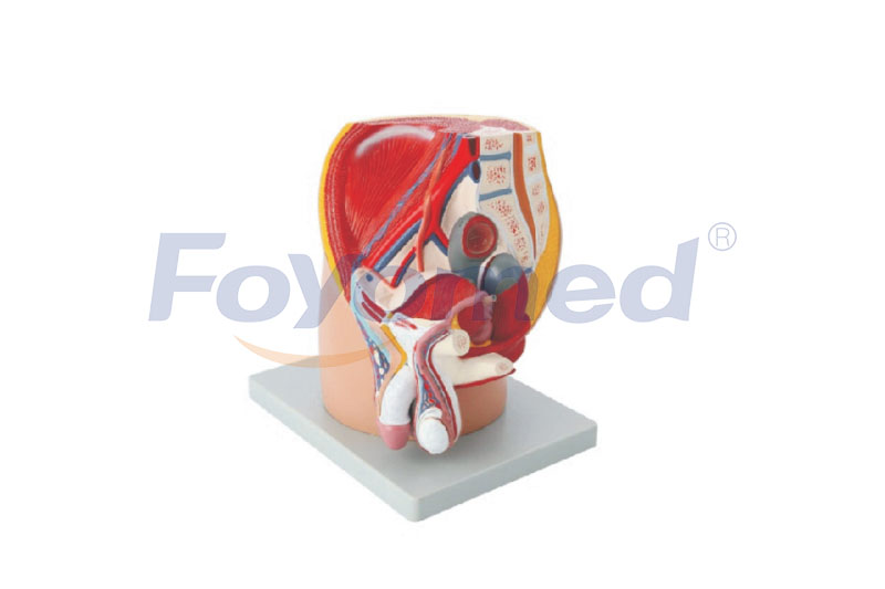 FYM011010 Median Section of Male Pelvis Model