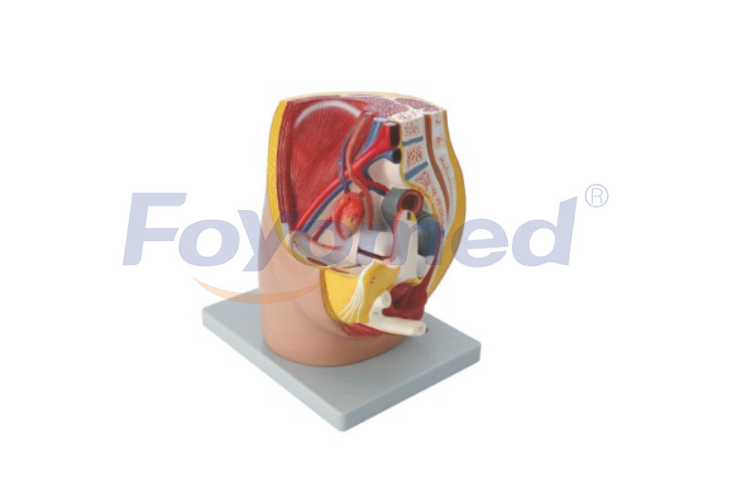 FYM011012 Median Section of Female Pelvis Model