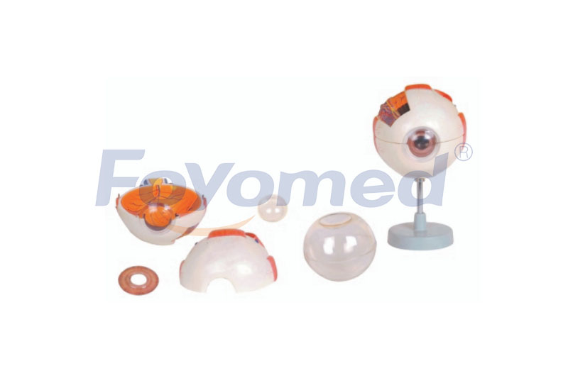 FYM011013 Eyes Model-6parts
